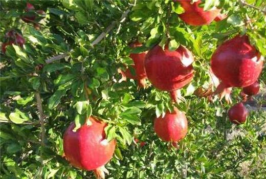 پیش بینی برداشت ۲۵۰۰۰تن انار از سطح باغات شهرستان فردوس
