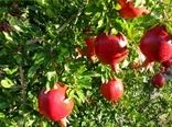 پیش بینی برداشت ۲۵۰۰۰تن انار از سطح باغات شهرستان فردوس