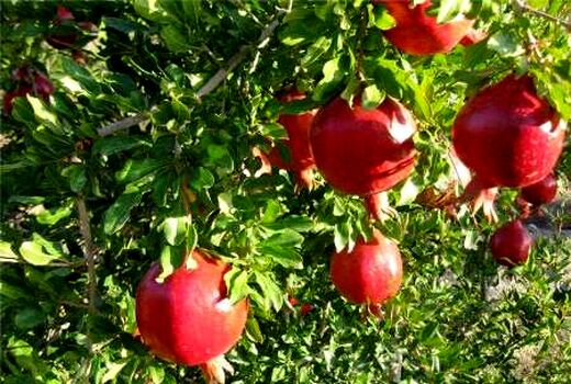 پیش بینی برداشت ۲۵۰۰۰تن انار از سطح باغات شهرستان فردوس