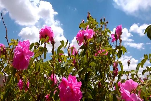 برداشت گل محمدی از ۱۰۰ هکتار از گلستان‌های شهرستان سمیرم