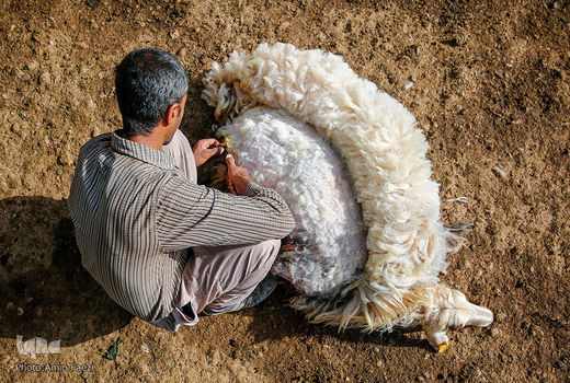 پشم‌هایی که باد می‌برد/ سرمایه‌ای فراموش‌شده بر تن گوسفندان ایرانی