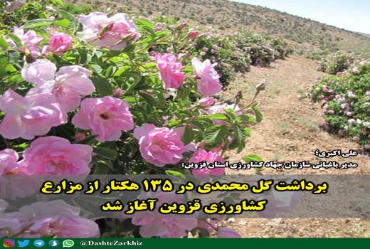 برداشت گل محمدی در ۱۳۵ هکتار از مزارع کشاورزی قزوین آغاز شد