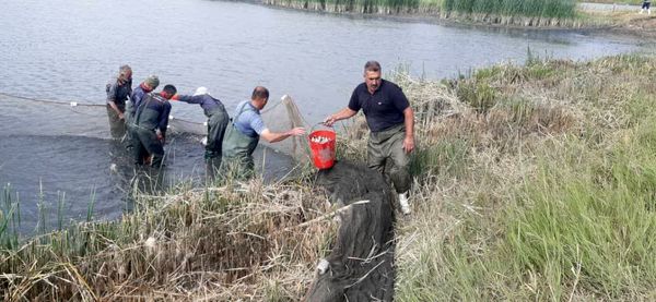 آغاز رهاسازی بچه‌ ماهیان گرمابی در منابع آبی استان آذربایجان‌غربی