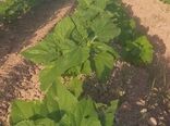  کشت آفتابگردان آجیلی برای نخستین بار در کارون