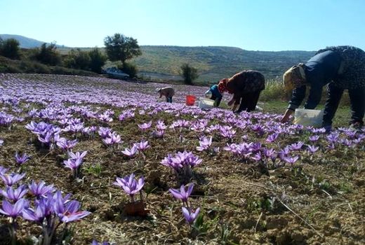 آغاز برداشت زعفران در 31 هکتار مزارع بهشهر