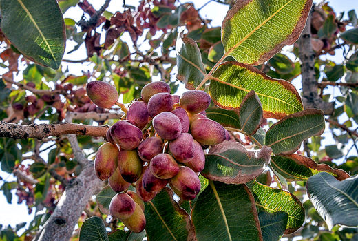 مرغوبیت پسته قزوین در کشور