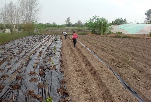 کشت زیرپلاستیک کاهش مصرف آب یا آلوده‌کننده آب