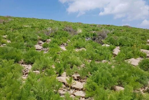 دهیاران شهرستان ورامین همیاران طبیعت شدند