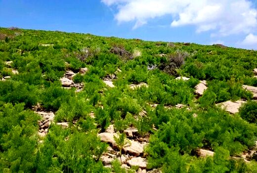 دهیاران شهرستان ورامین همیاران طبیعت شدند