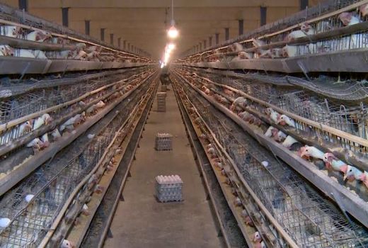 تولید ۱۲ هزار تن تخم مرغ در شهرستان کاشان