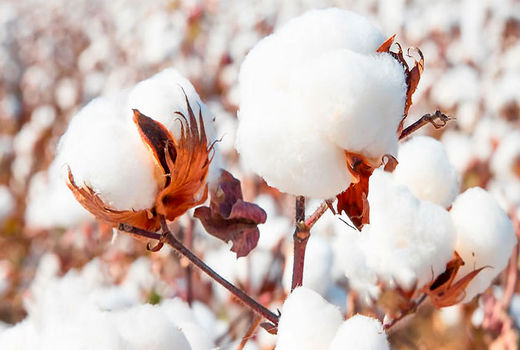 امسال سه فرمولاسیون گوگرد در راستای کاهش جمعیت آفات گیاه پنبه ثبت می‌شود