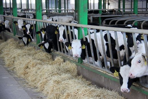 بیش از 8 هزار واحد دامپروری در استان تهران فعال است