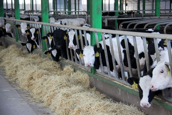 بیش از 8 هزار واحد دامپروری در استان تهران فعال است