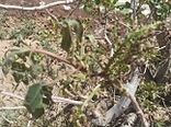 خسارت سرمای بهاره به باغات پسته شهرستان انار