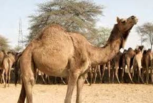 استقبال از پرورش شتر در استان هرمزگان