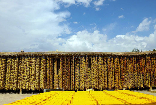 تخصیص ۱۵۰ میلیارد تومان برای بارانداز های کشاورزی بناب