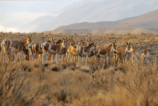 افزایش جمعیت گورخرهای ایرانی در ابرکوه