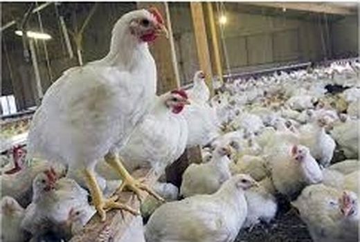  مرغ مازاد استان ایلام صادر می‌شود