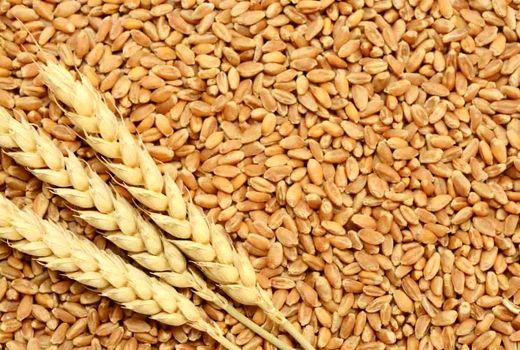 رقم جدید گندم دوروم آروین معرفی شد