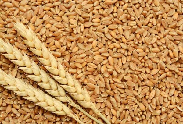 رقم جدید گندم دوروم آروین معرفی شد