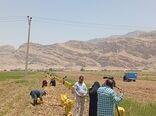 آغاز برداشت سیب زمینی در باغملک