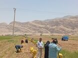 آغاز برداشت سیب زمینی در باغملک