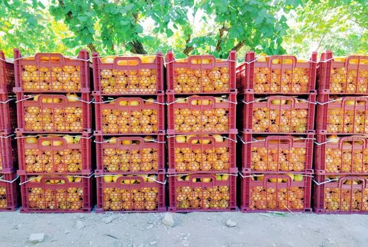 ۱۵ هزار تن زردآلو در ابرکوه برداشت شد