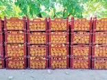 ۱۵ هزار تن زردآلو در ابرکوه برداشت شد