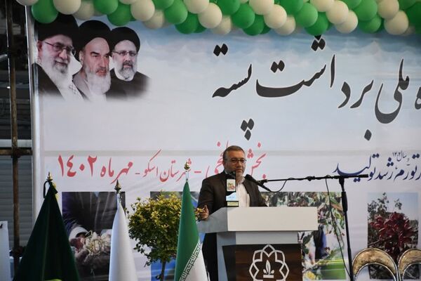 تولید پسته در بیش از هزار هکتار از اراضی بخش ایلخچی شهرستان اسکو
