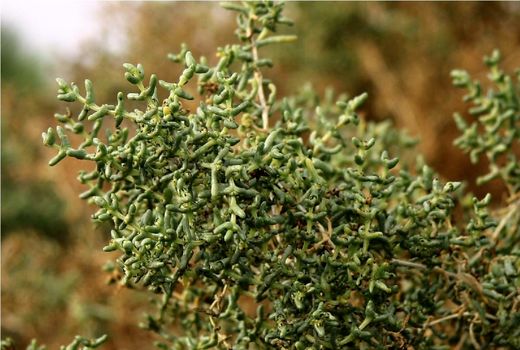 کشت گیاهان شورپسند در بوشهر