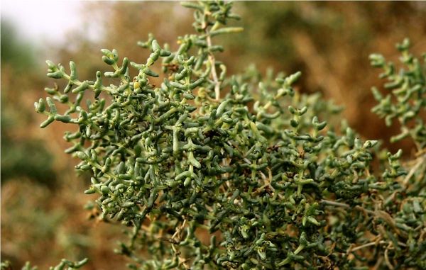 کشت گیاهان شورپسند در بوشهر