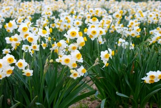 کاشت گل نرگس برای اولین بار در گراش