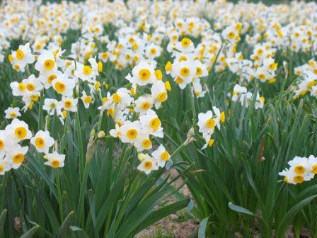 کاشت گل نرگس برای اولین بار در گراش