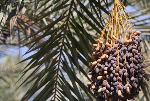 خرید توافقی خرمای استعمران خوزستان توسط سازمان مرکزی تعاون روستایی ایران