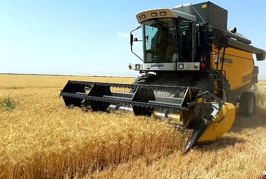 برداشت گندم فارس تا نیمه شهریور ماه ادامه دارد 