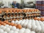 تخم مرغ در بازار هست اما خریداری ندارد