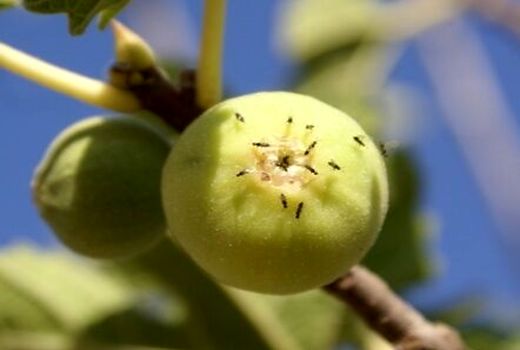 آغاز بَردهی انجیرستان های نی ریز