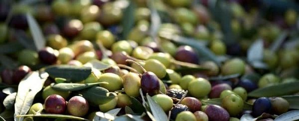 تولید زیتون در بیضا دو برابر شد