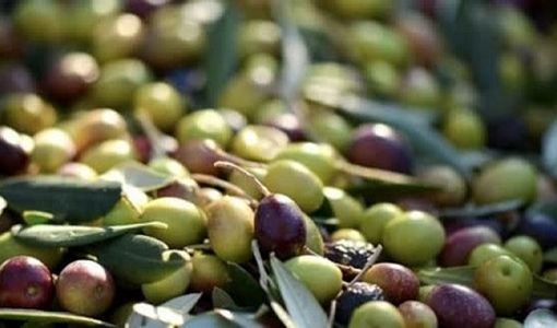 تولید زیتون در بیضا دو برابر شد