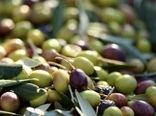 تولید زیتون در بیضا دو برابر شد