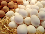 افزایش 600 درصدی واردات تخم‌مرغ خوراکی
