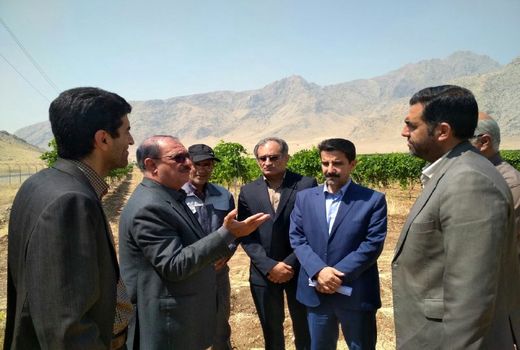 باغات مدرن تنگ کنشت از نمادهای اقتصاد مقاومتی در استان کرمانشاه 