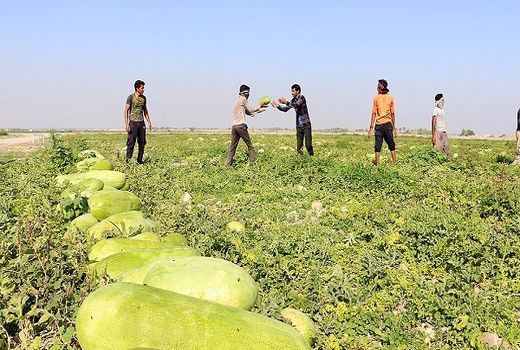 صرفه جویی 37 درصدی مصرف آب در کشت هندوانه 