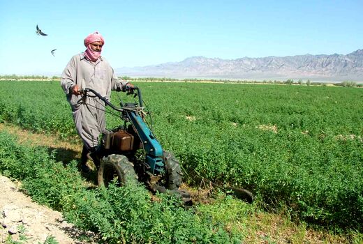 یک میلیون و 700 هزارتن علوفه در سیستان و بلوچستان تولید شد