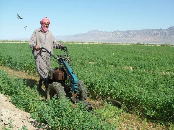 یک میلیون و 700 هزارتن علوفه در سیستان و بلوچستان تولید شد