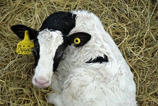 بالغ بر 380هزار دام در استان فارس هویت گذاری شدند 