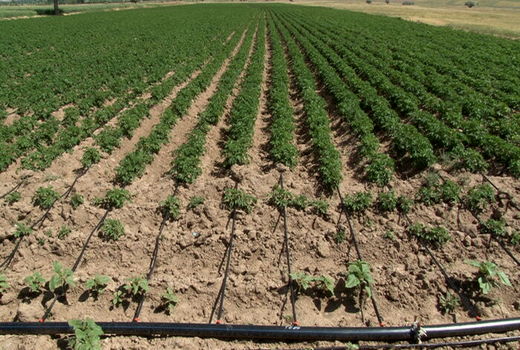 الگوی کشت برای سال زارعی جاری ابلاغ می‌شود