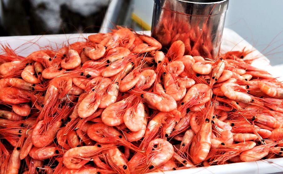 ارمغانی از گواتر برای صادرات به کشورهای مختلف دنیا
