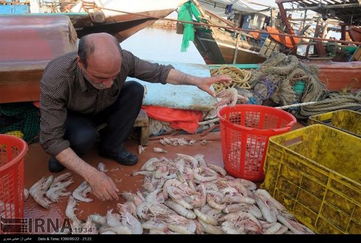تهیه اطلس پرورش میگوی هرمزگان ضروری است