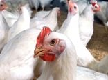 کاهش قیمت مرغ زنده در مرغداری ها/ دفاع تمام قد اتحادیه از مشوق صادراتی/ مردم مرغ سایز مصرف کنند